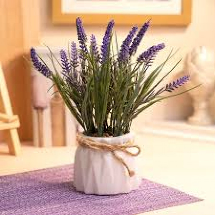 Лаванда в Семее