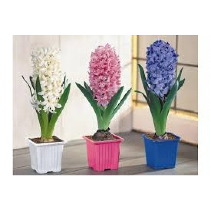 Гиацинты в Семее