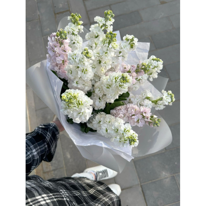 Маттиола в Семее