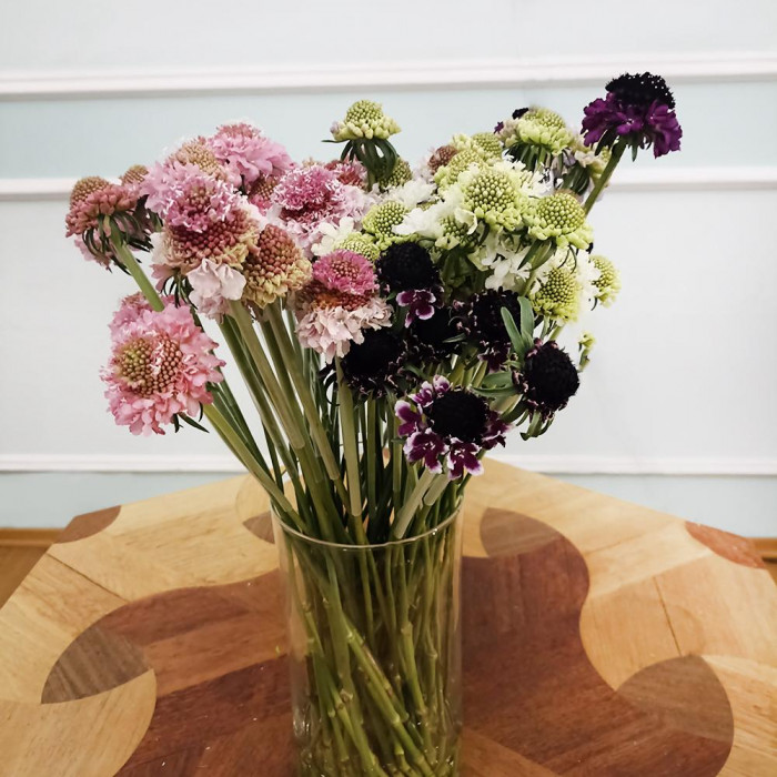 Скобиоза в Семее