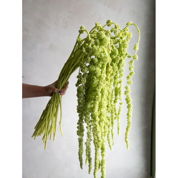 Амарантус в Семее