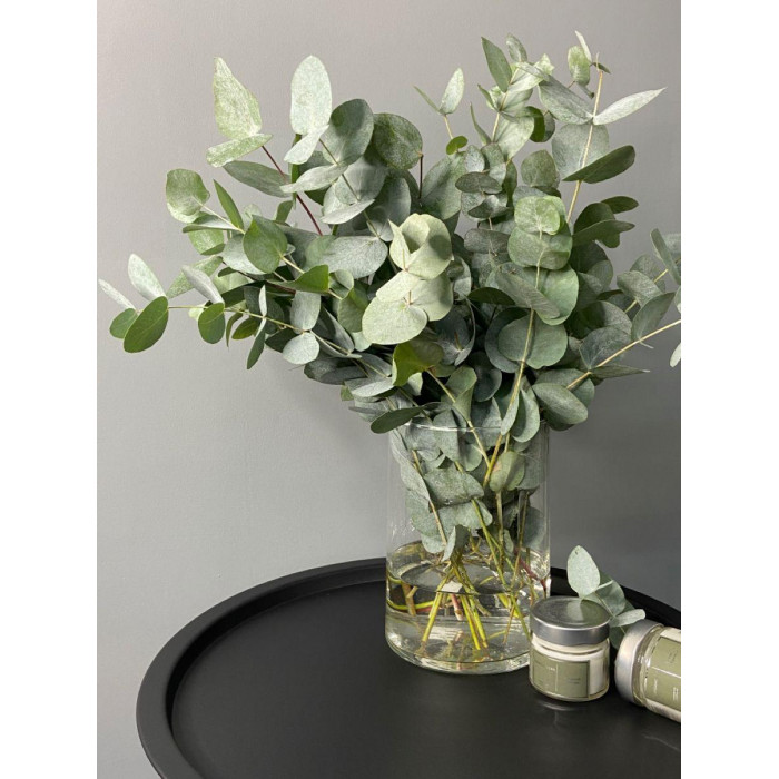 Эвкалипт в Семее