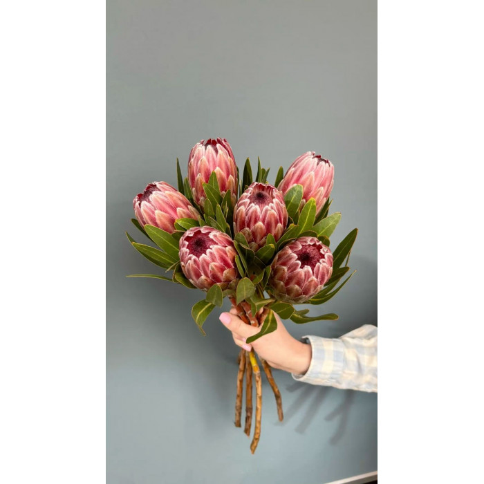 Протея в Семее