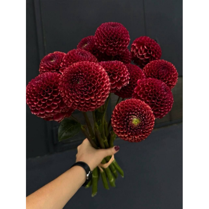 Георгины в Семее