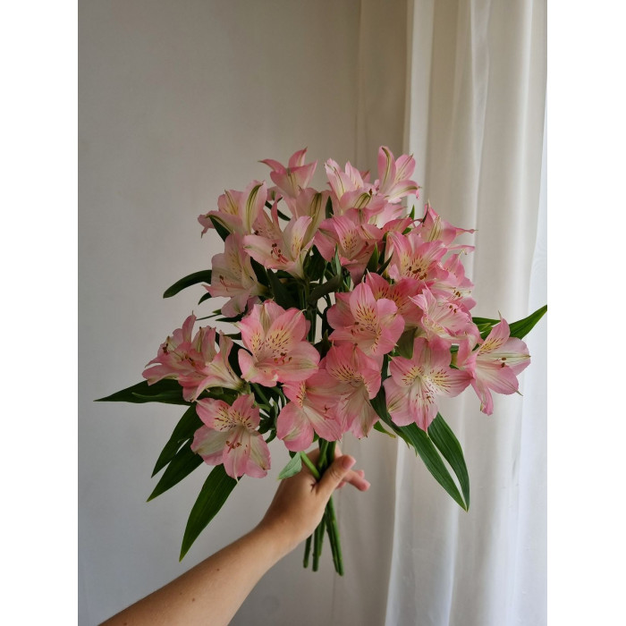 Альпиния в Семее