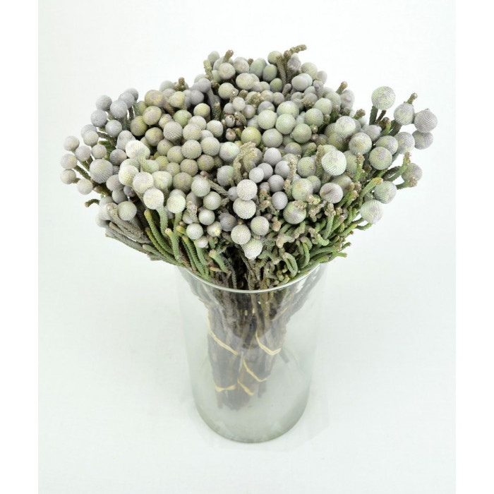 Бруния в Семее