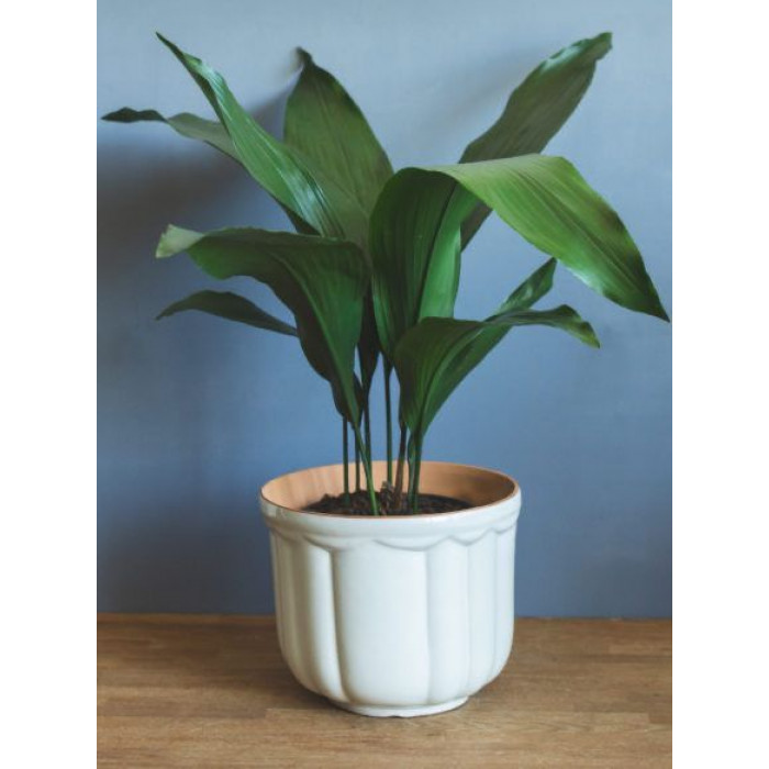 Аспидистра в Семее