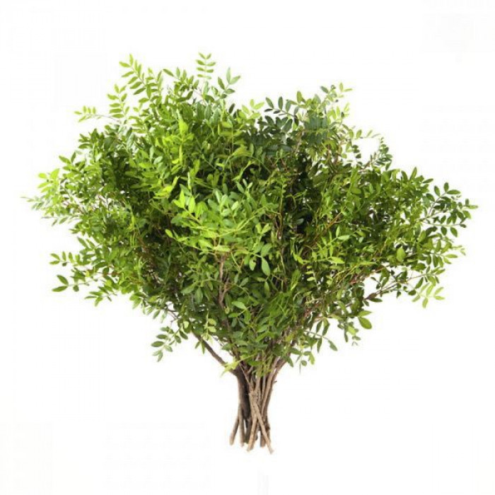 Писташ в Семее