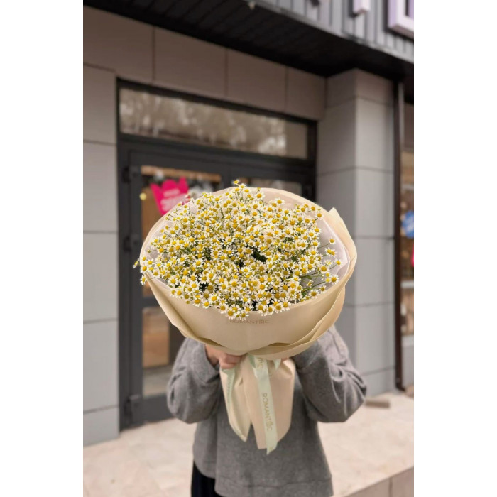 Танацетум в Семее