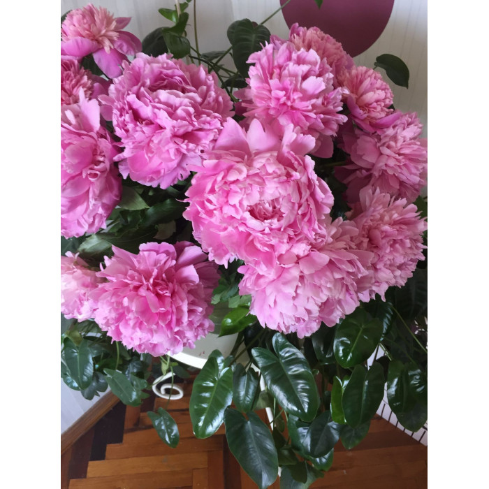 Пион древовидный в Семее