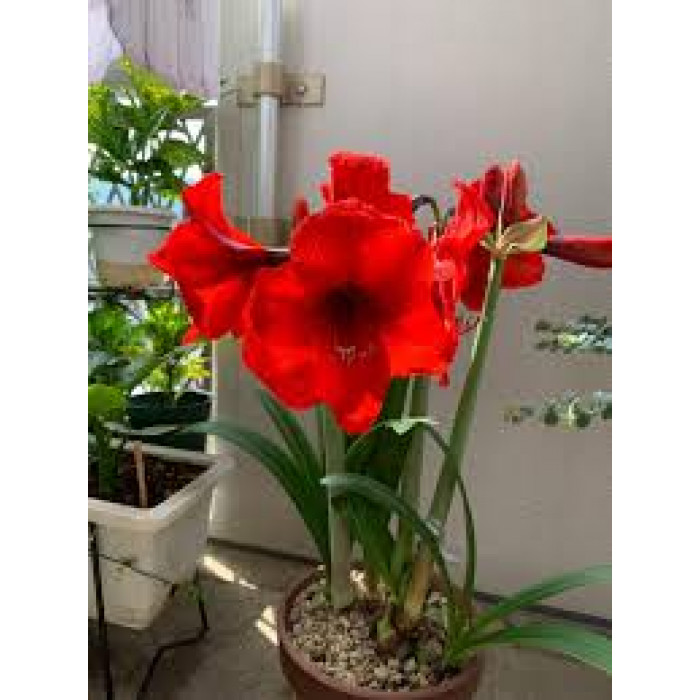 Амариллис в Семее