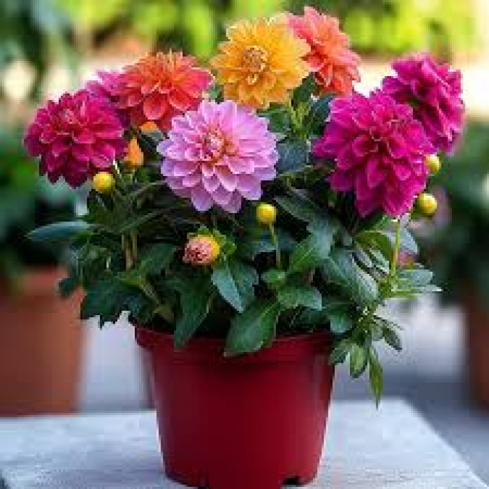 Георгины в Семее