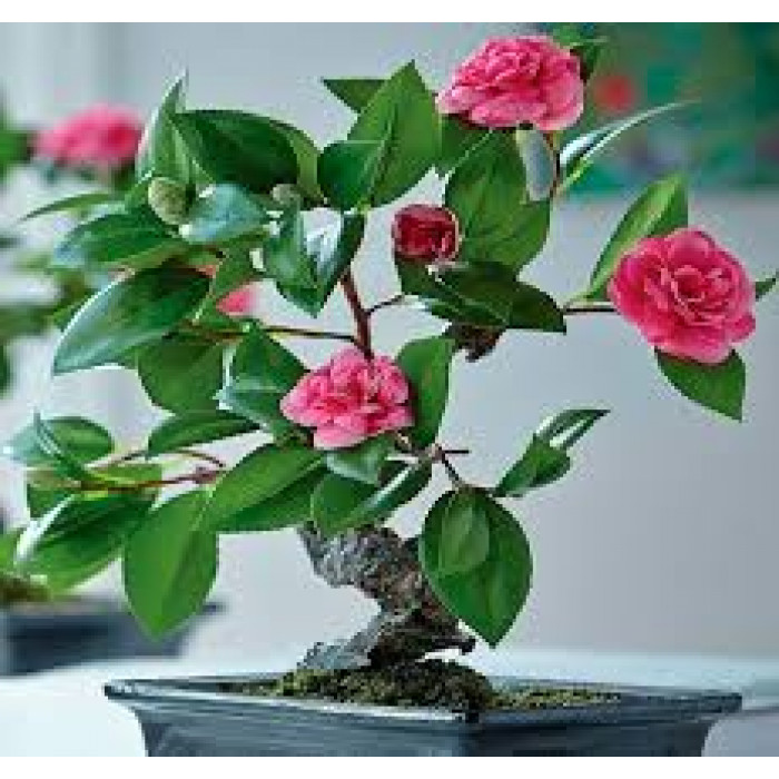 Камелия в Семее