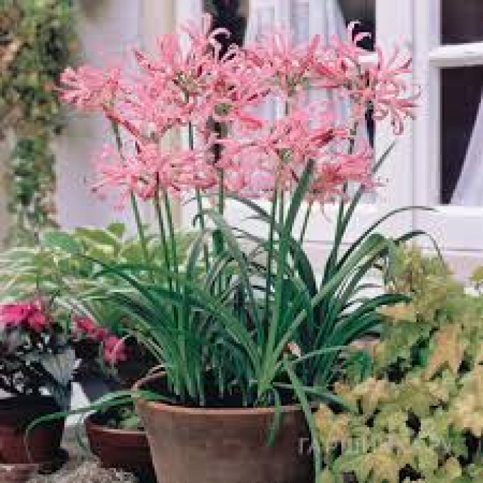 Нерине в Семее