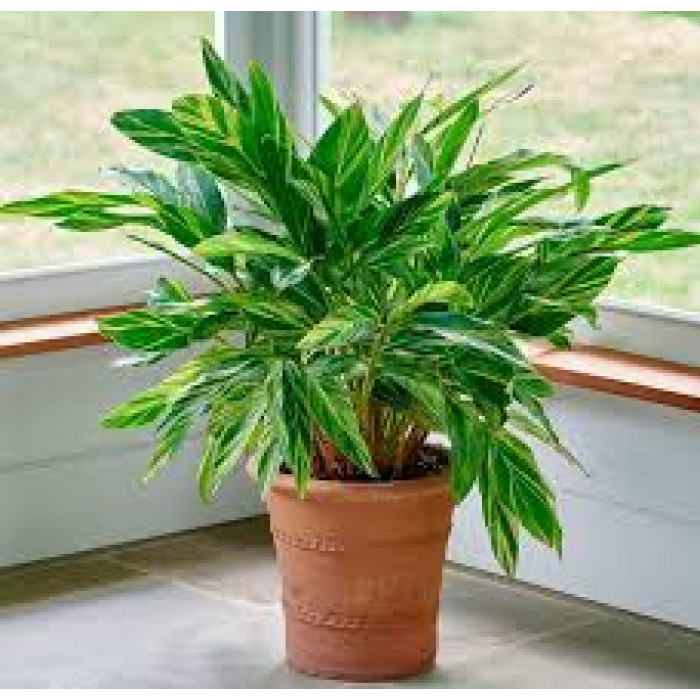 Альпиния в Семее