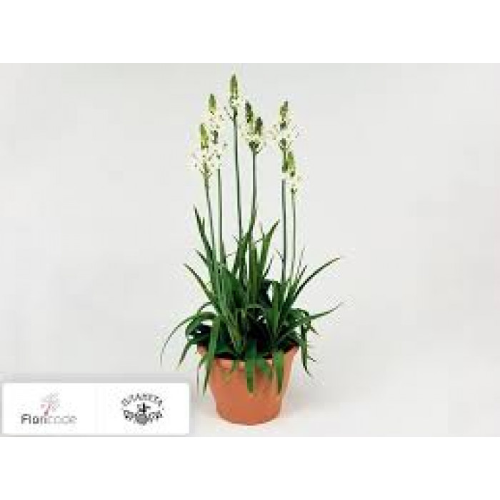 Орнитогалум в Семее