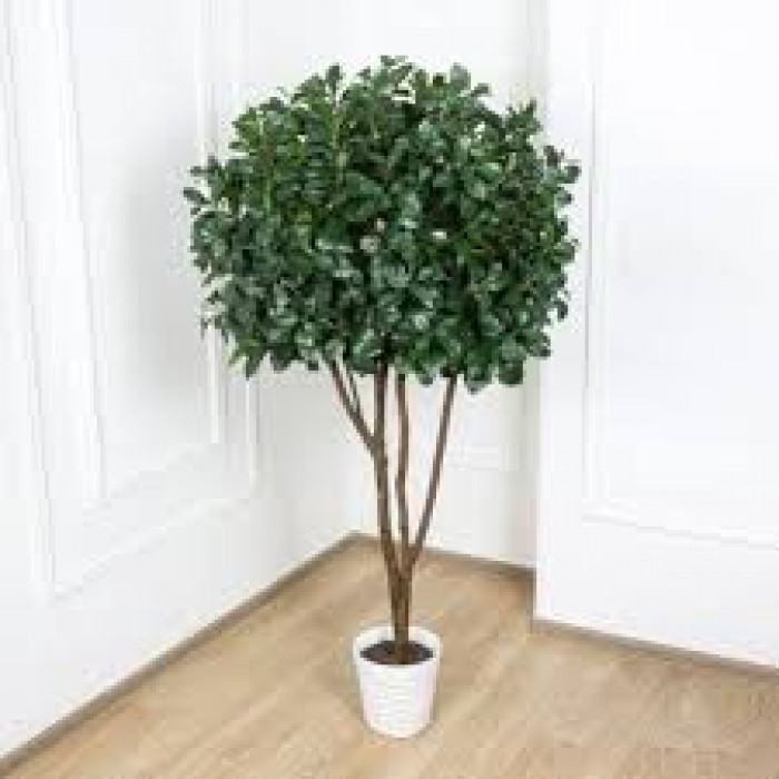 Рускус в Семее