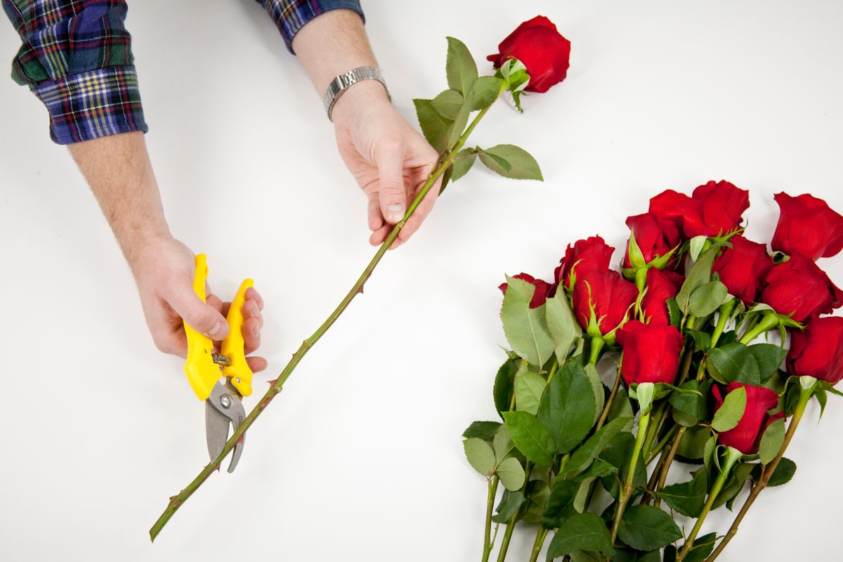 Как правильно срезать розу?